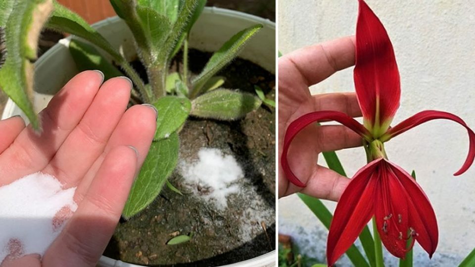 4 trucos para que tus plantas florezcan todo el año y no se pudran