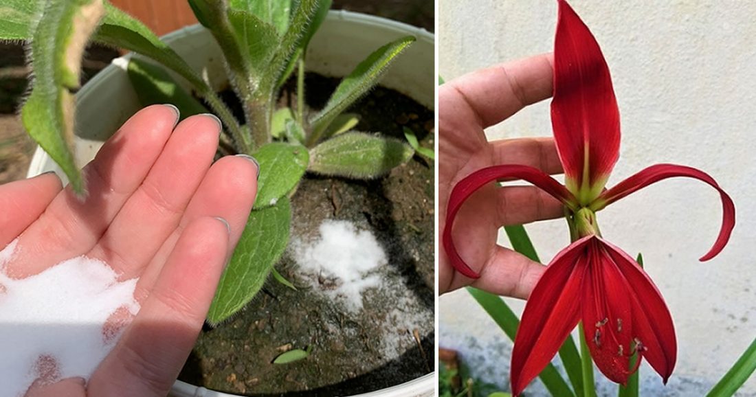 4 trucos para que tus plantas florezcan todo el año y no se pudran