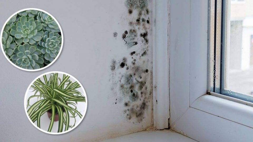 6 plantas de interior que eliminan el moho negro del baño y las paredes