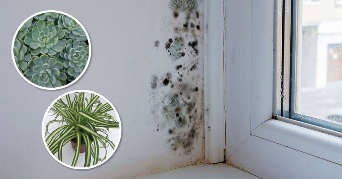 6 plantas de interior que eliminan el moho negro del baño y las paredes