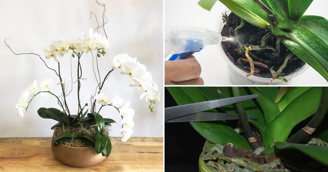 6 trucos para mantener las orquídeas en flor y que duren años