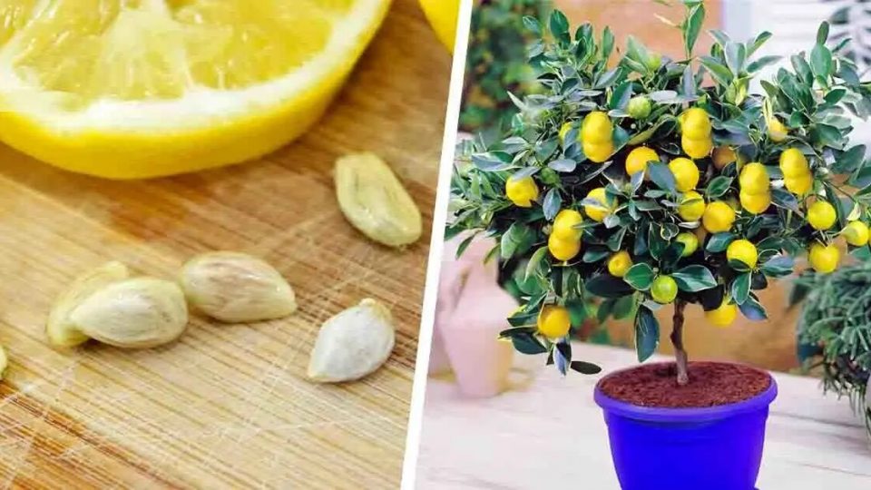 ¿Cómo conseguir un limonero fácilmente a partir de una semilla? Es muy fácil !