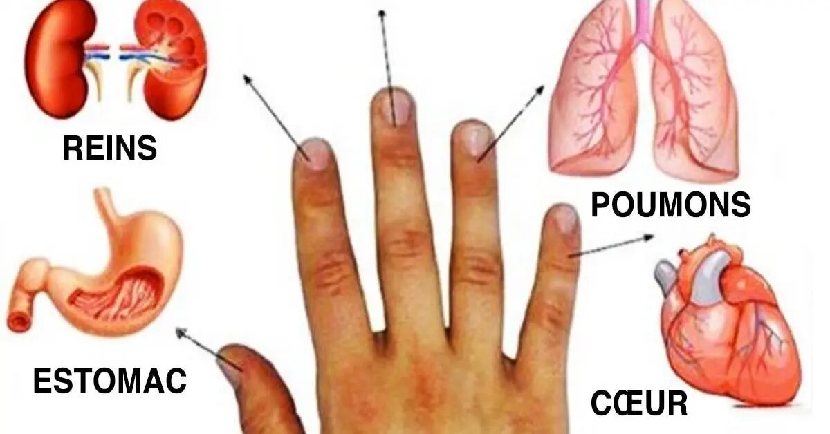 Cada dedo está conectado a un órgano, presiónelo 5 segundos para aliviar el dolor.
