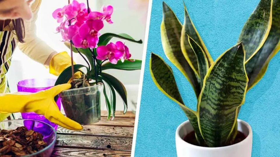 10 plantas que casi nunca necesitarás regar