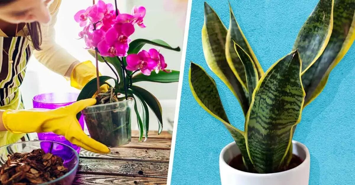 10 plantas que casi nunca necesitarás regar