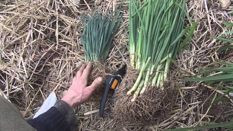 Cómo cultivar un suministro interminable de cebollas