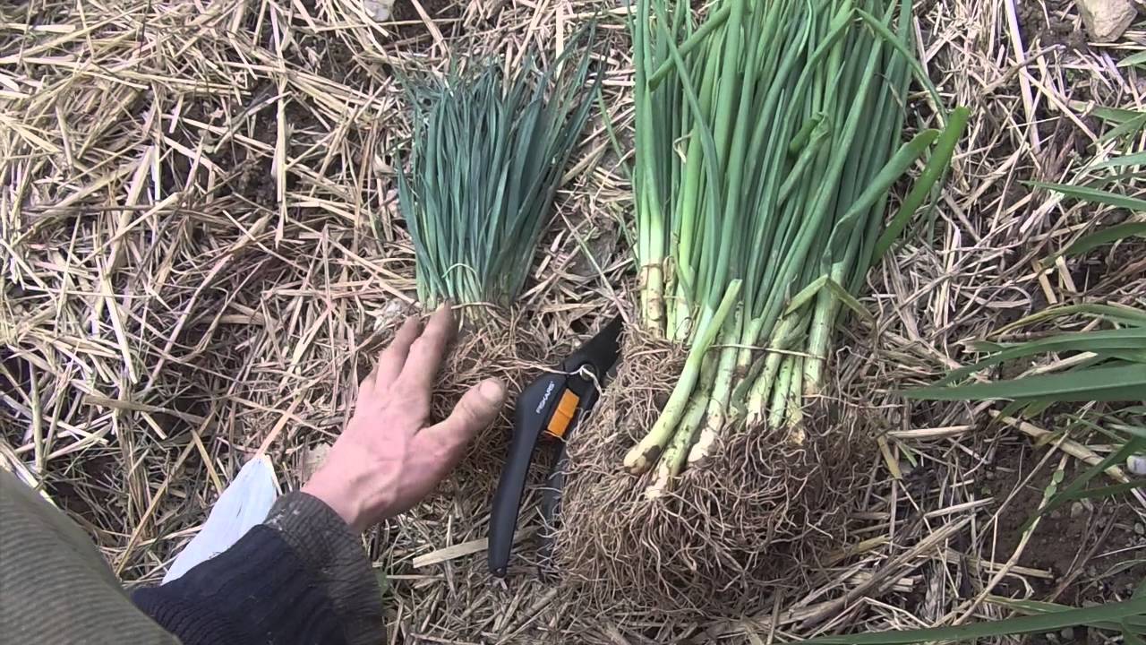 Cómo cultivar un suministro interminable de cebollas