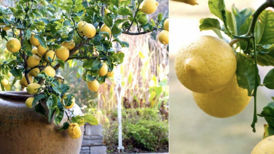 Cómo plantar limones en macetas a partir de las semillas