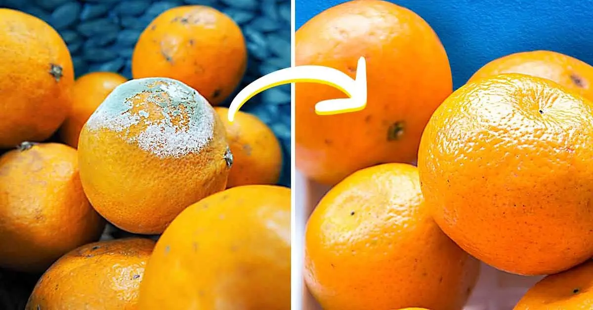 Así es como se almacenan las naranjas para que no se enmohezcan