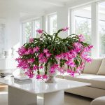Septiembre y octubre: la temporada dorada del cactus de Navidad