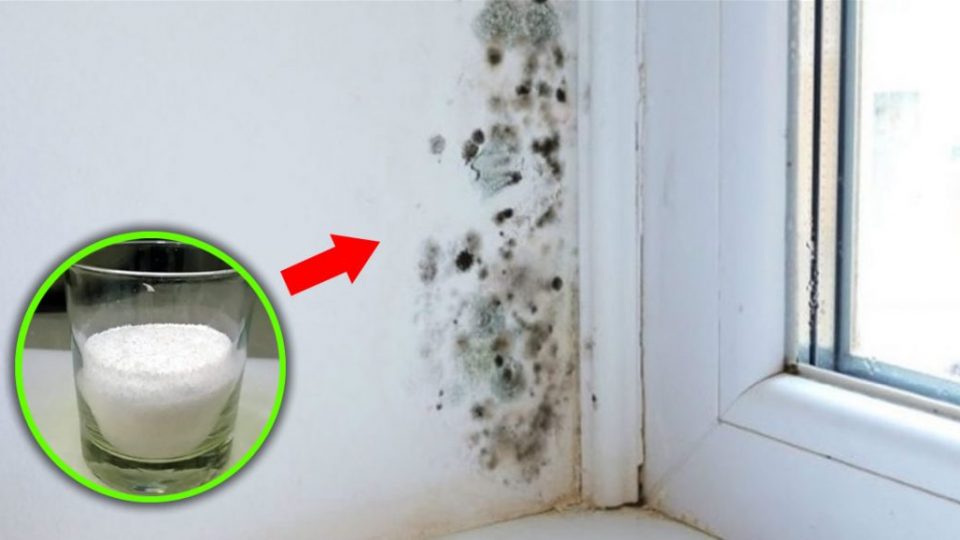 Método para eliminar la humedad y el moho de las paredes en minutos
