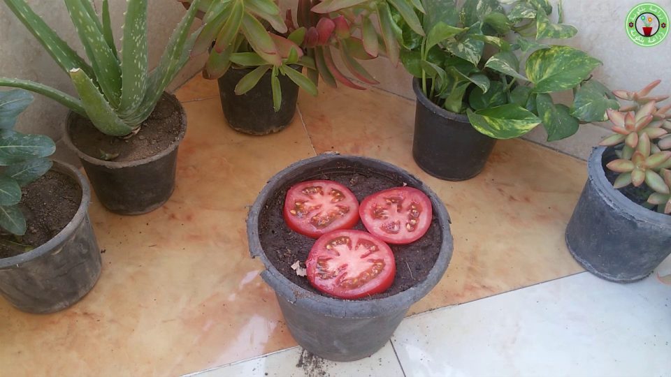 5 trucos para cultivar más tomates, más grandes y más sabrosos.