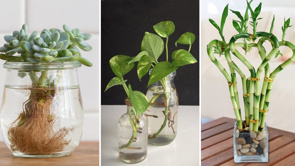 17 plantas que puedes tener en macetas llenas de agua