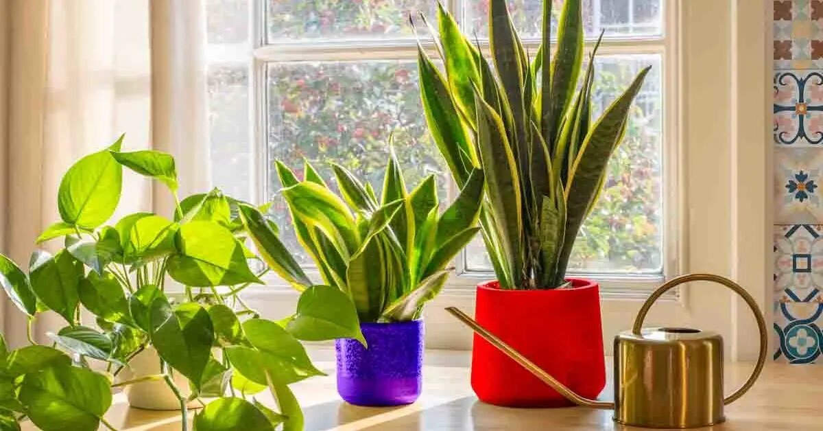 Estas plantas son auténticos perfumes naturales: ¡Adóptalas inmediatamente en casa!