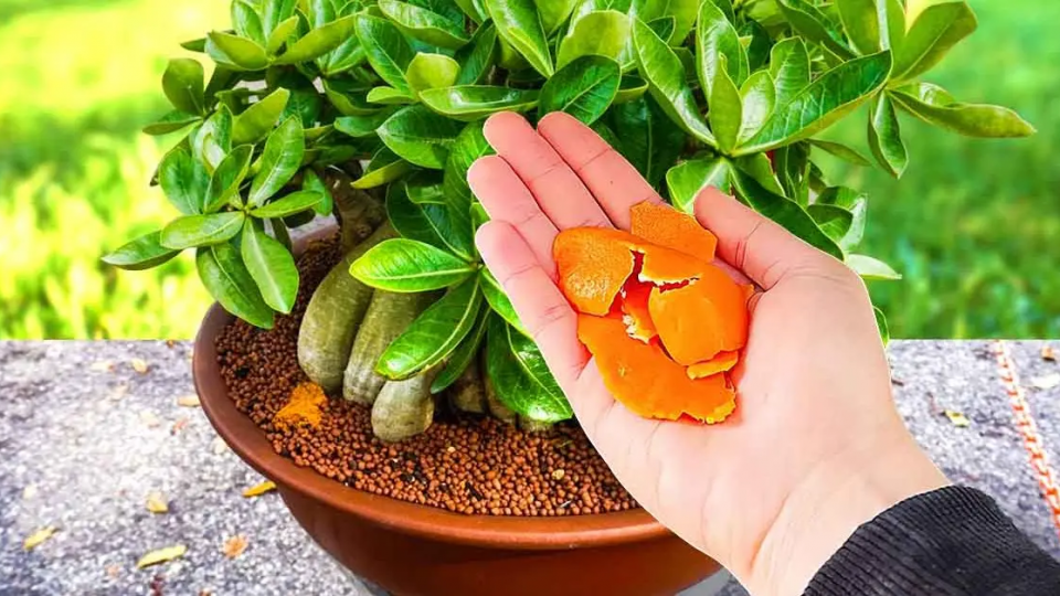 6 formas inteligentes de reutilizar las cáscaras de naranja en casa y en el jardín