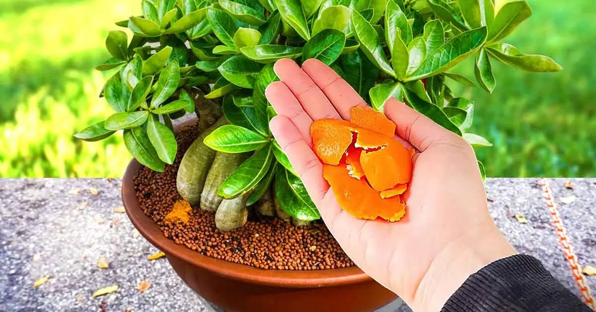 6 formas inteligentes de reutilizar las cáscaras de naranja en casa y en el jardín