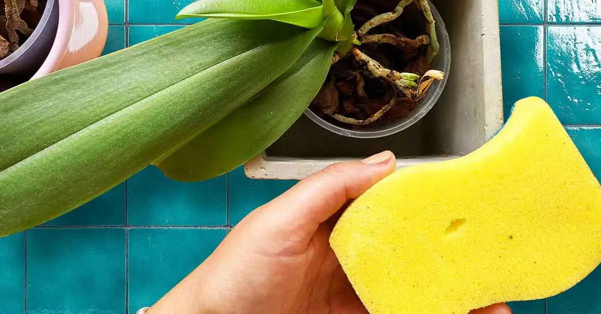 ¿Cómo salvar una orquídea moribunda con el truco de la esponja?