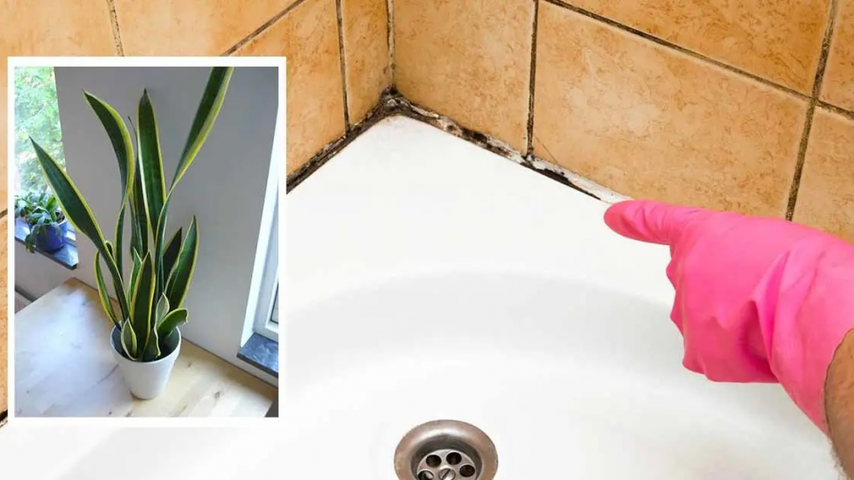 10 plantas que absorben la humedad en el baño