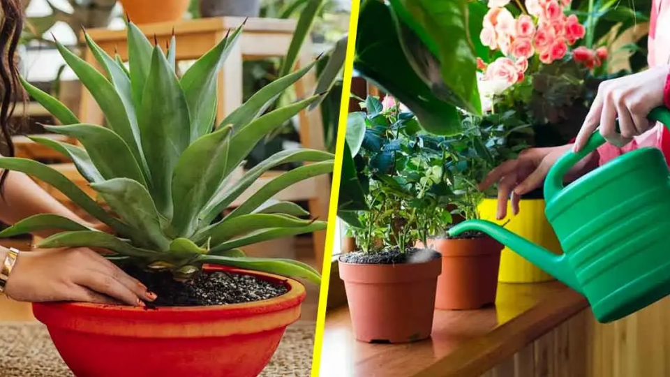 5 consejos más importantes para cuidar tus plantas de interior para no matarlas