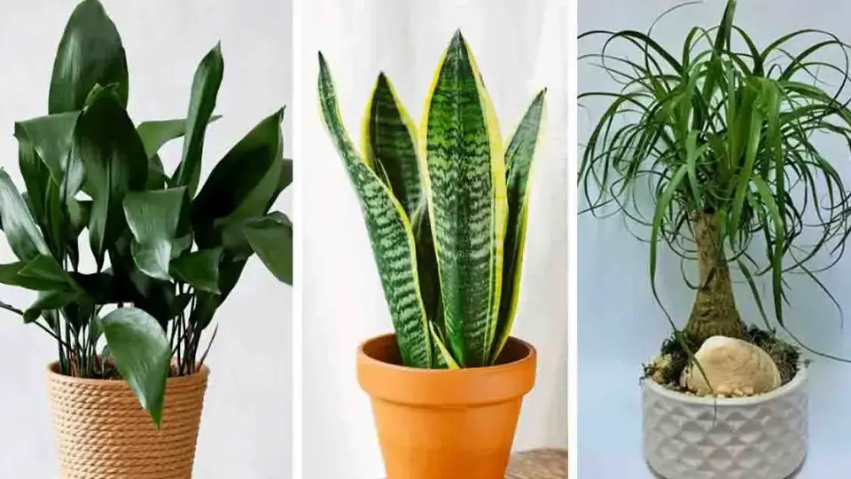 3 bonitas plantas de interior que requieren poca agua y poco mantenimiento