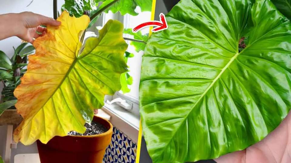 4 trucos de bricolaje para evitar que las plantas de interior se amarilleen