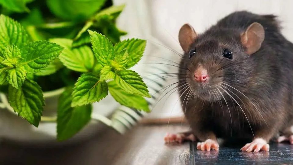 4 plantas efectivas que mantienen a las ratas alejadas de tu hogar para siempre