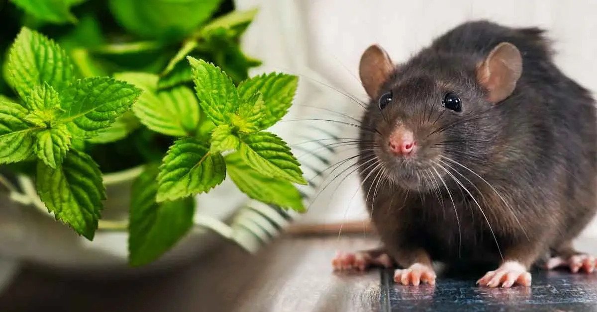 4 plantas efectivas que mantienen a las ratas alejadas de tu hogar para siempre