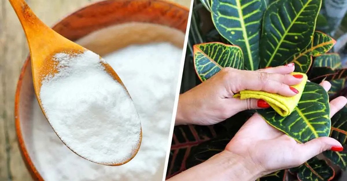 4 usos inteligentes del bicarbonato de sodio en el jardín
