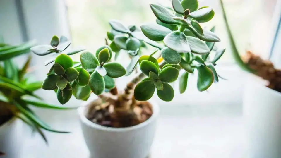 6 Plantas Que Pueden Atraer La Suerte, La Calma Y La Felicidad Según El ...