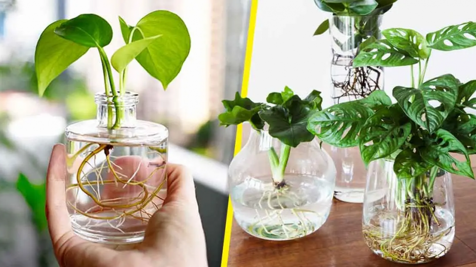¿Cómo cultivar plantas en agua en casa? 5 sencillos pasos