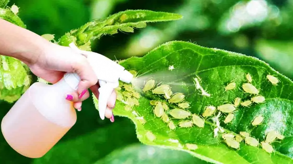 ¿Cómo deshacerse de los pulgones que arrasan las plantas? 5 pesticidas naturales para hacer en casa