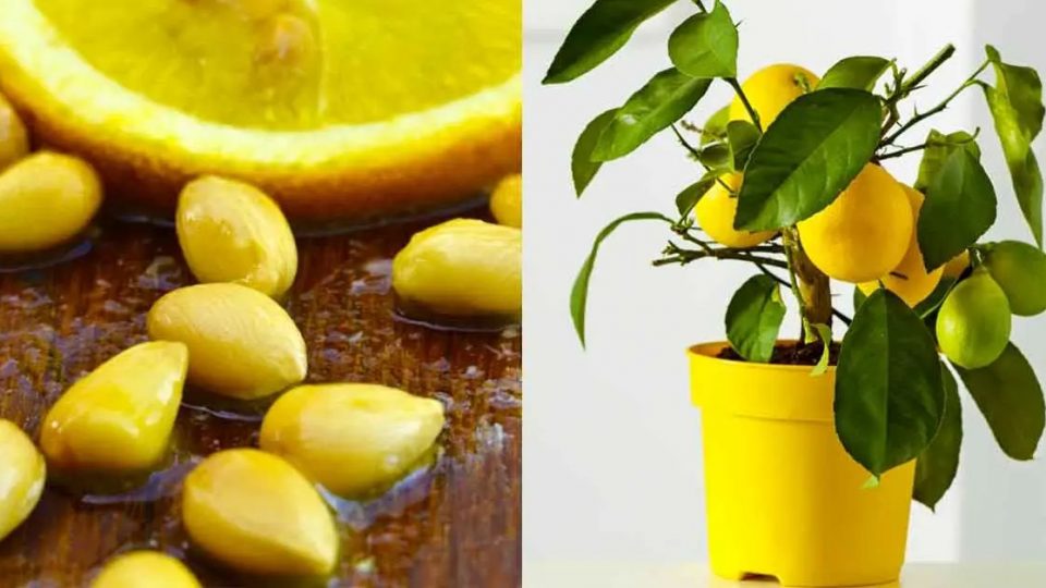 Cultiva un limón en una taza para perfumar toda la casa