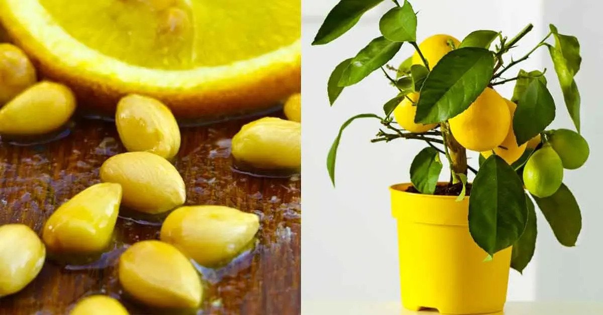 Cultiva un limón en una taza para perfumar toda la casa