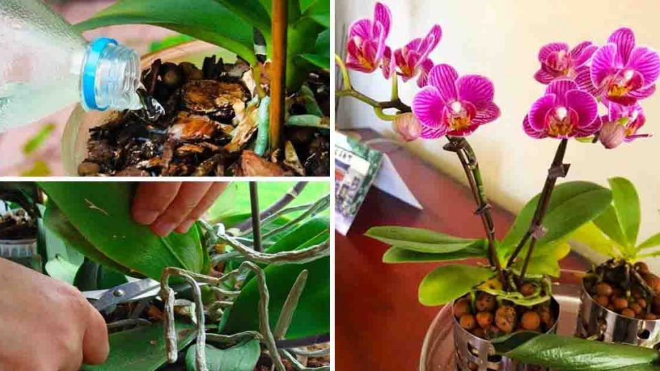 El secreto de un jardinero para cuidar las orquídeas y conservarlas durante mucho tiempo