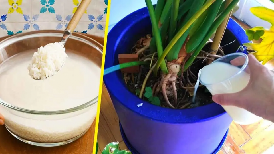 No tires más el agua de arroz, puede solucionar uno de los mayores problemas de las plantas