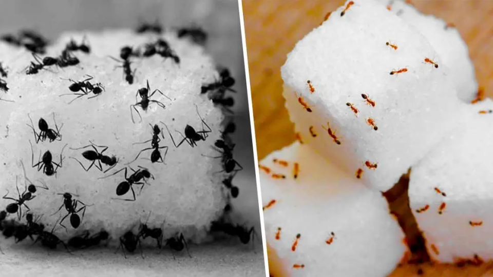 Trampa para hormigas: cómo eliminarlas para siempre sin utilizar pesticidas