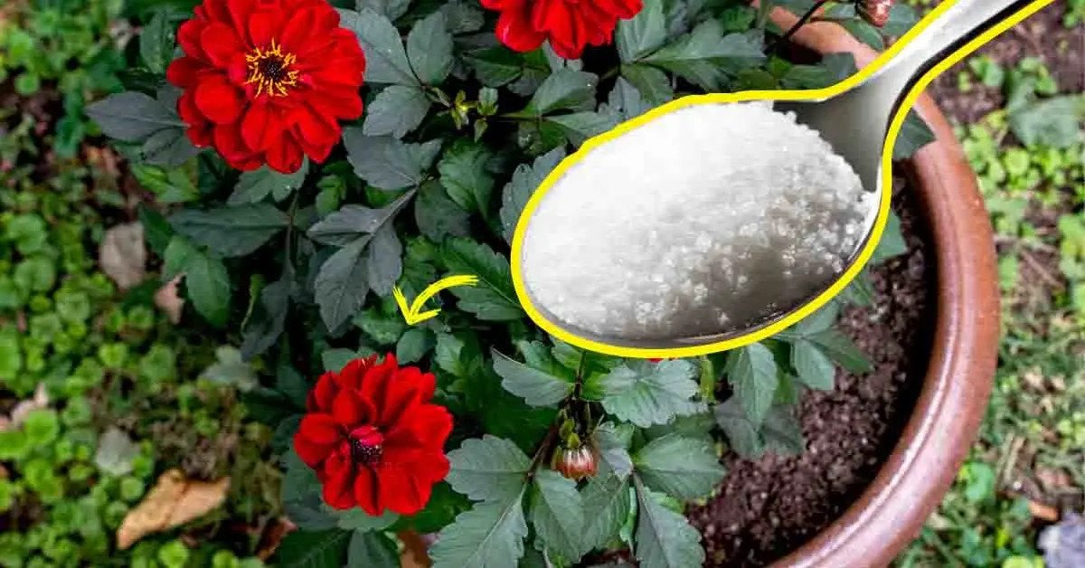 ¿Por qué es inteligente echar una cucharada de azúcar sobre las plantas?