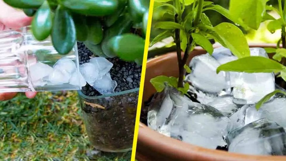 ¿Por qué es importante regar tus plantas con cubitos de hielo?