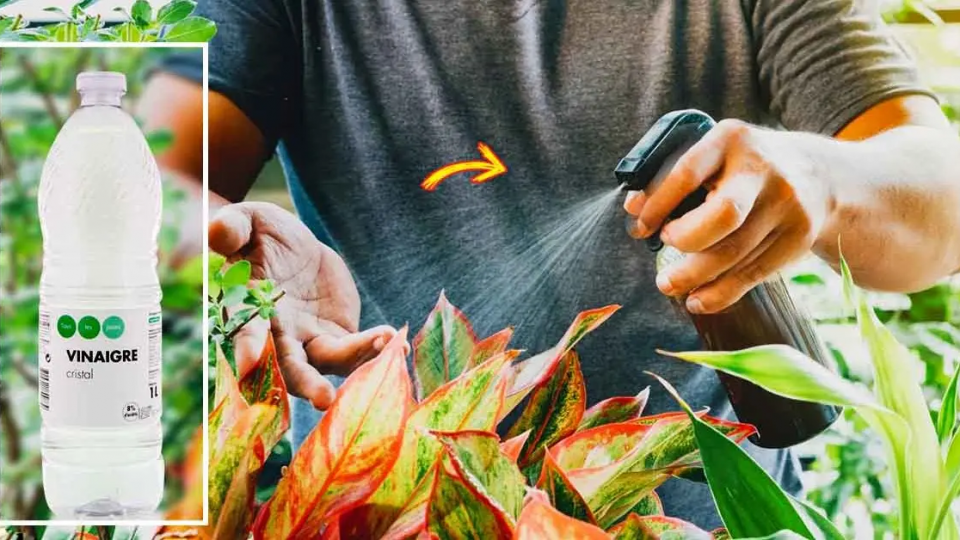 ¿Por qué deberías usar vinagre en tus plantas? 7 usos impresionantes