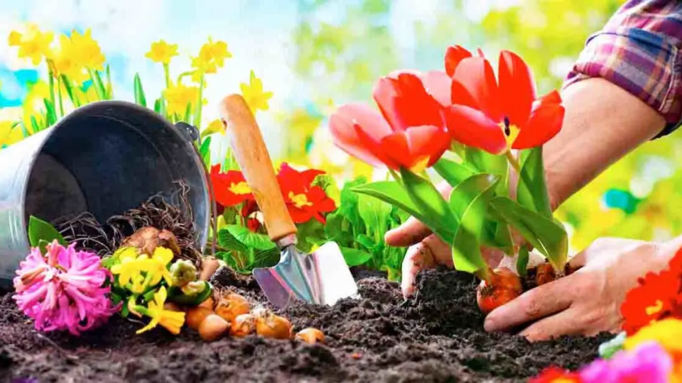 ¿Qué debes plantar en tu jardín según tu tipo de suelo?