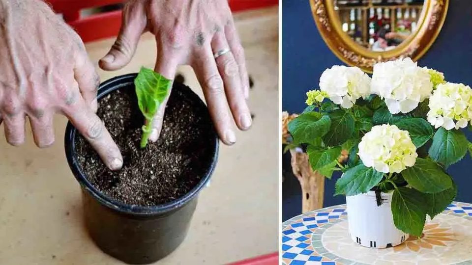 Aquí se explica cómo cultivar hortensias en macetas: una hermosa flor que huele toda la casa
