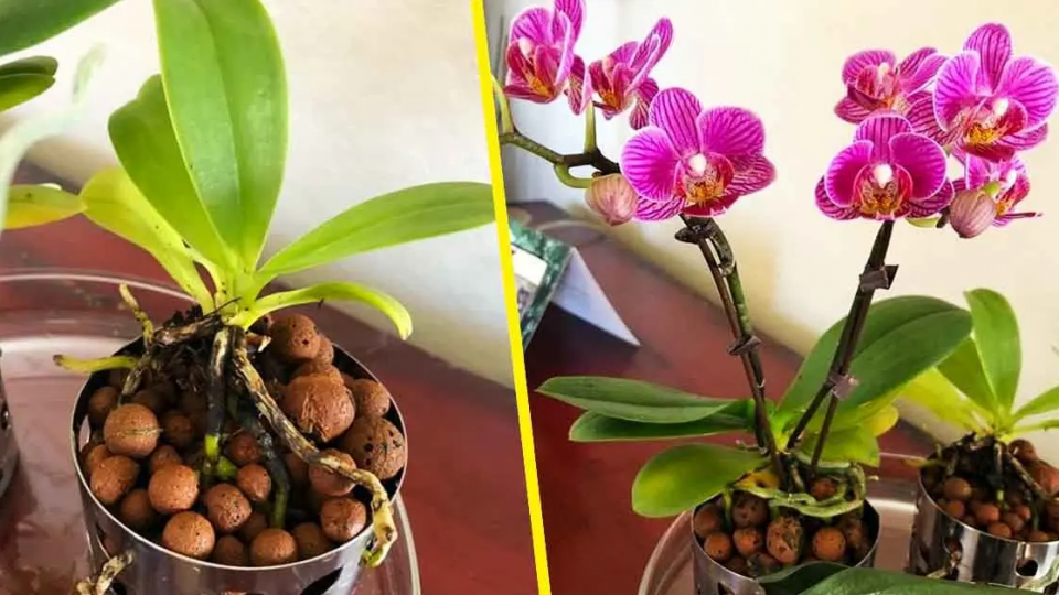 Aquí se explica cómo cuidar las orquídeas para mantenerlas durante años.