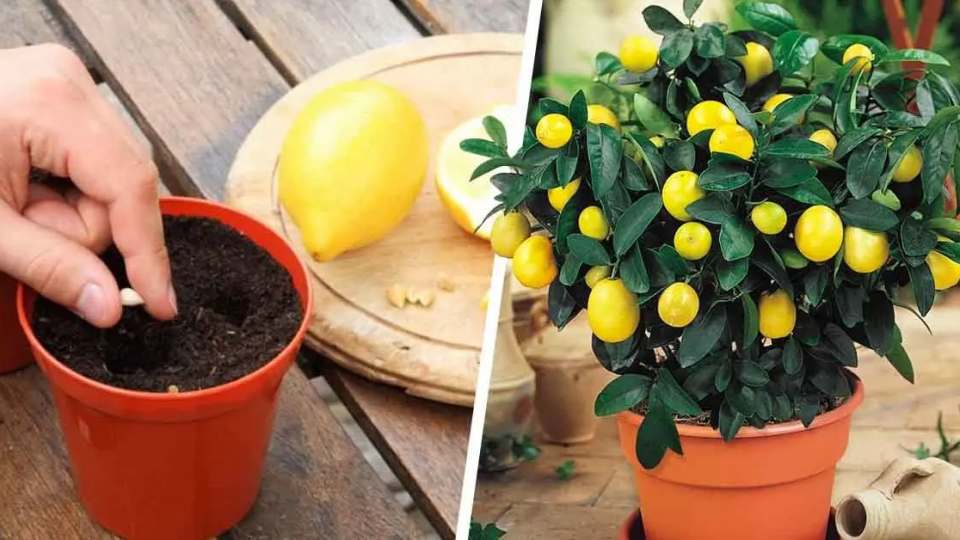 Aquí se explica cómo germinar semillas de limón para tener un sinfín de