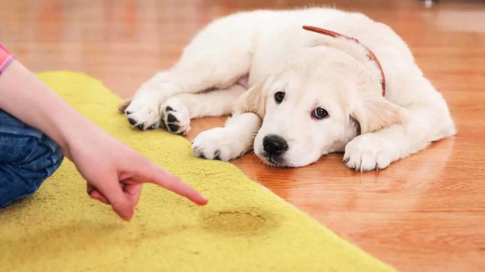 Aquí le mostramos cómo limpiar la orina de perro de la alfombra (y 3 errores que debe evitar)