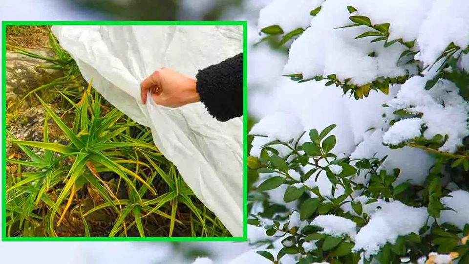 Aquí se explica cómo proteger las plantas de la congelación y el frío en diciembre.