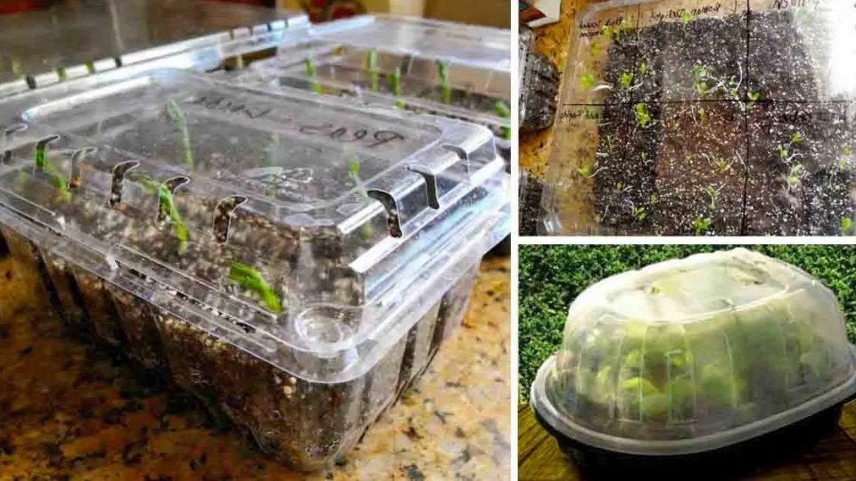Aquí se explica cómo convertir cajas de plástico en mini invernaderos para cultivar plantas.