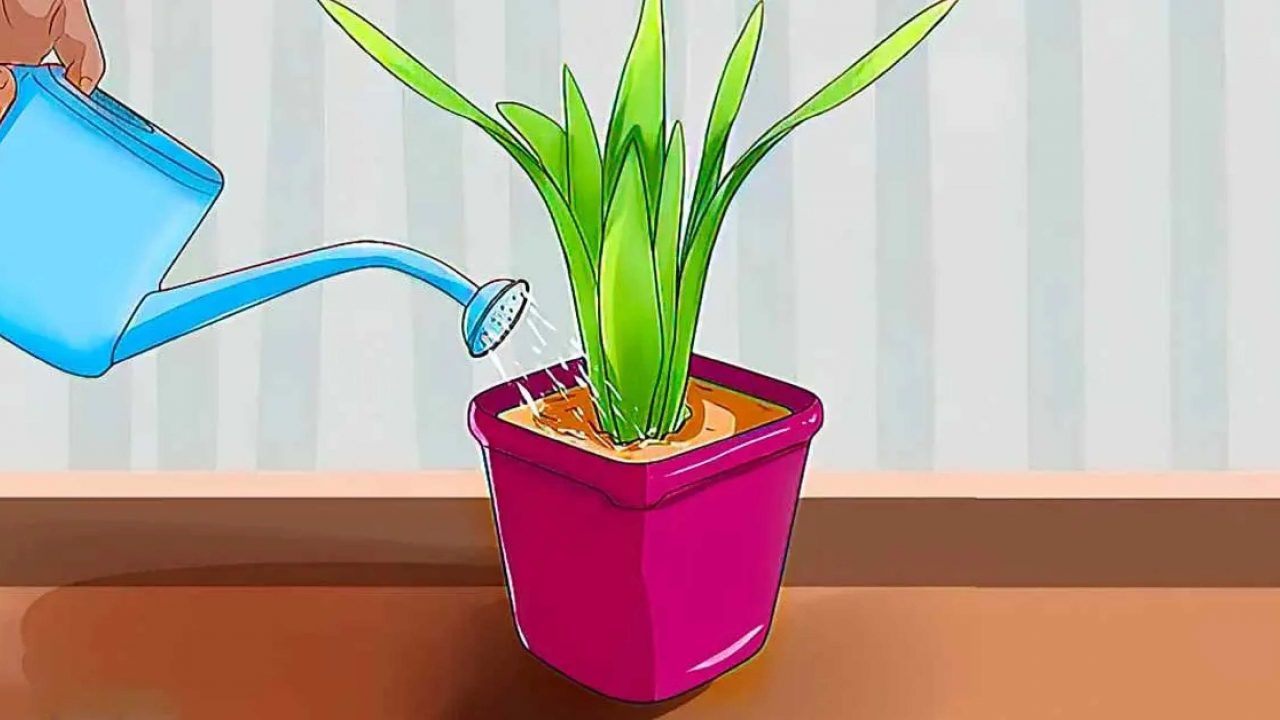 Esta es la forma correcta de regar las plantas en invierno para evitar que mueran