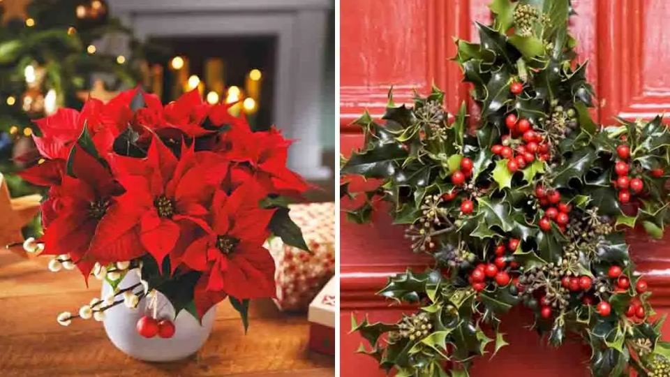 Aquí están las 8 plantas navideñas más hermosas para ofrecer y cultivar en interiores para la temporada navideña.