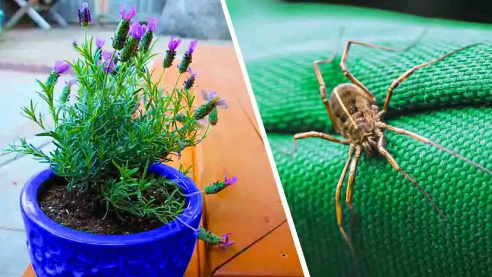 5 plantas que ahuyentan arañas, hormigas, mosquitos y escorpiones de casa