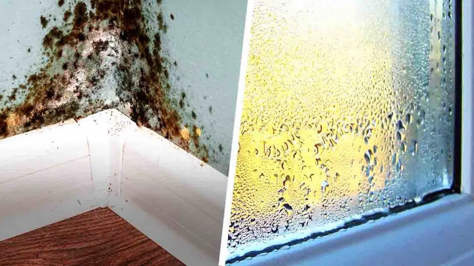 La mejor planta de interior para absorber la humedad de las paredes de casa